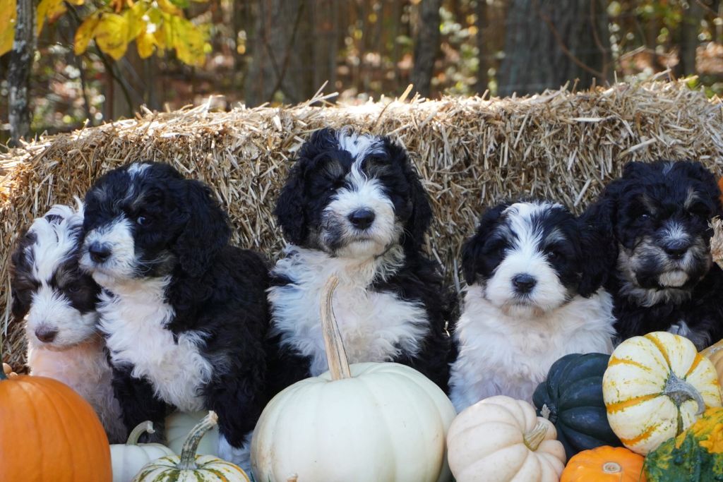 10 Surprising Facts About Bernedoodles page