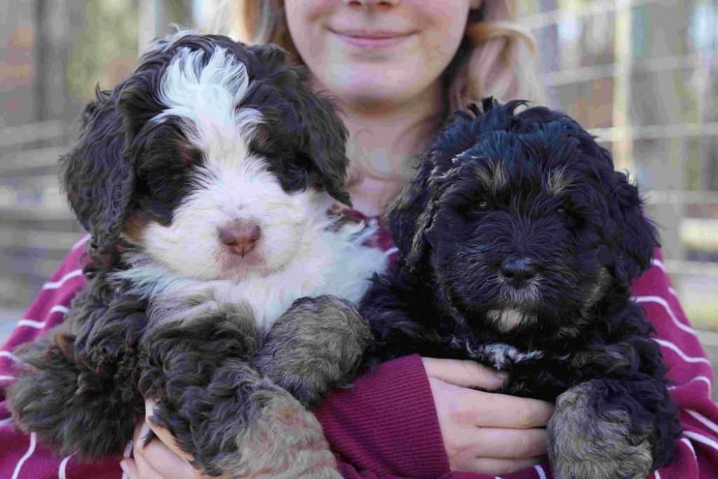 2 Berenedoodle puppies in shades of black and white being held in the arms of a woman wearing a purple and white striped long sleeved top