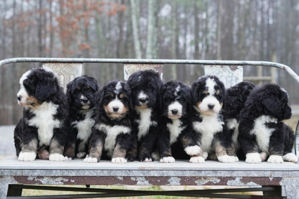 All Your Bernedoodle Questions Answered Page