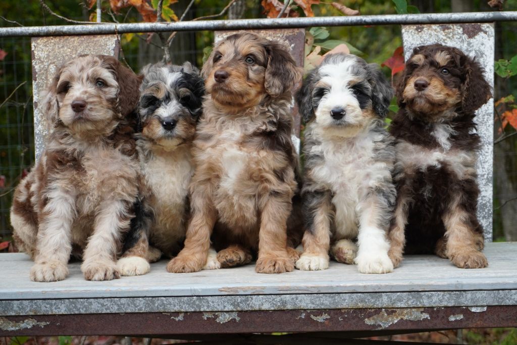 5 brown and white Bernedoodle puppies sitting on their hind legs on a distressed galvanised steel bench, most of them looking away into the distance.