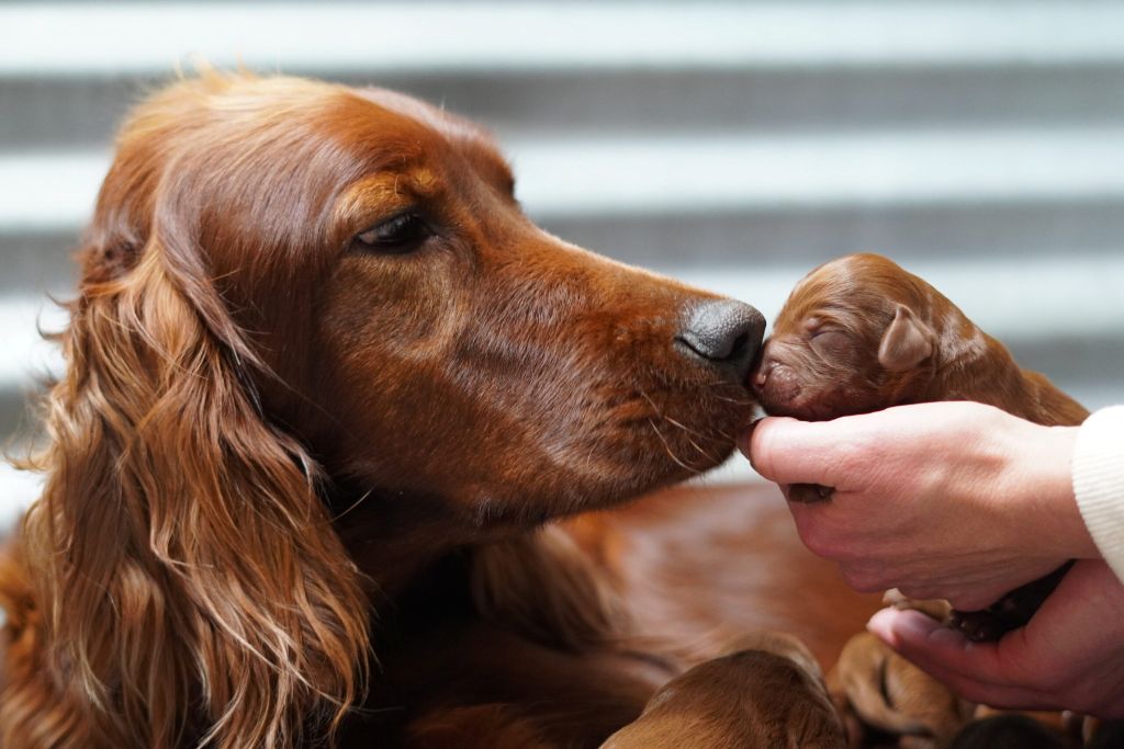 Close up of mom dog sniffing one of her pups held up to her