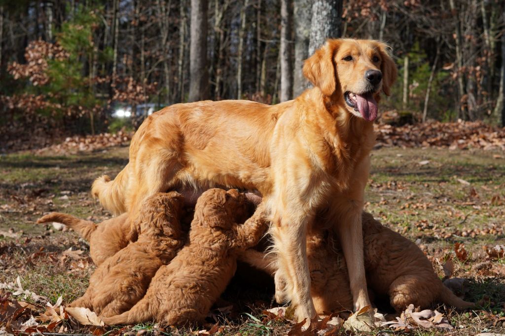 Mom dog standing up side on with puppies feasting on her