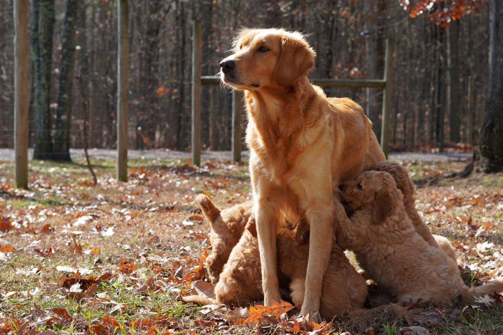 Mom dog standing face on with puppies feasting on her milk