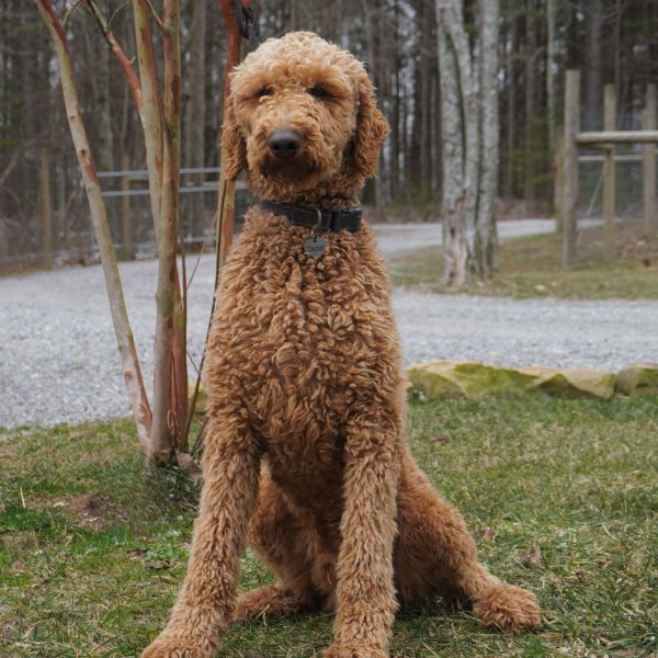 Clearance irish setter doodle for sale New Arrivals