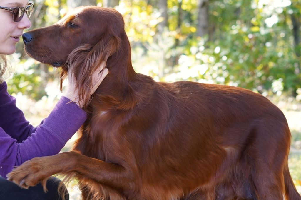 Bernedoodle sniffing woman with paw extended