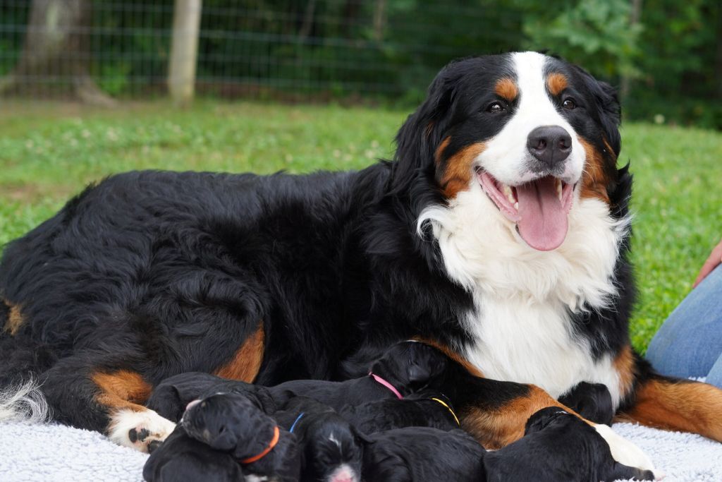 Bernedoodle mom lying down looking at the camera with her puppies in front of her.