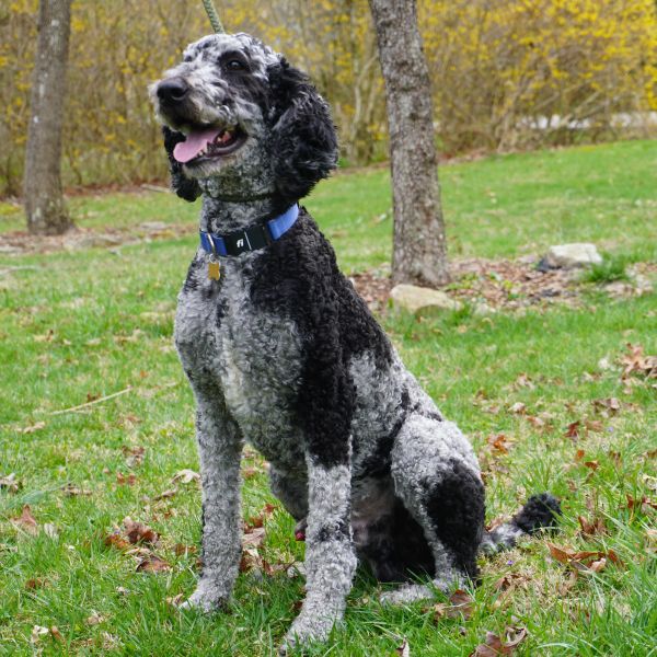 F1B Bernedoodles