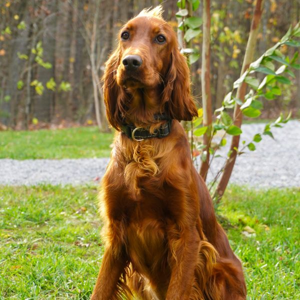 Rory mum resized
