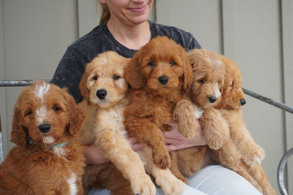 Traveling With A Goldendoodle Page