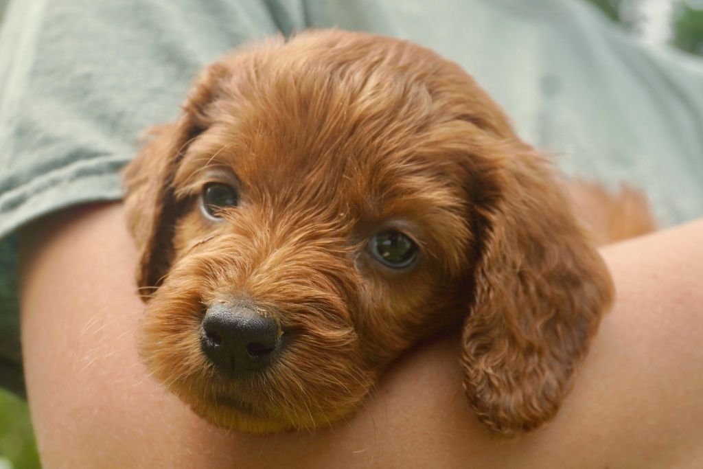 What to Expect in Your First Week with Your New Doodle Puppy