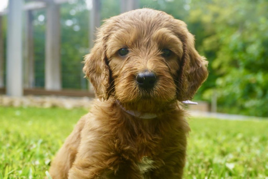 What to expect in your first week with your new doodle puppy page