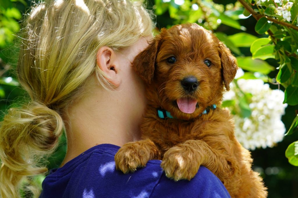 Goldendoodle puppy with light blue collar on the right shoulder of a girl with a blue t-shirt and blond hair