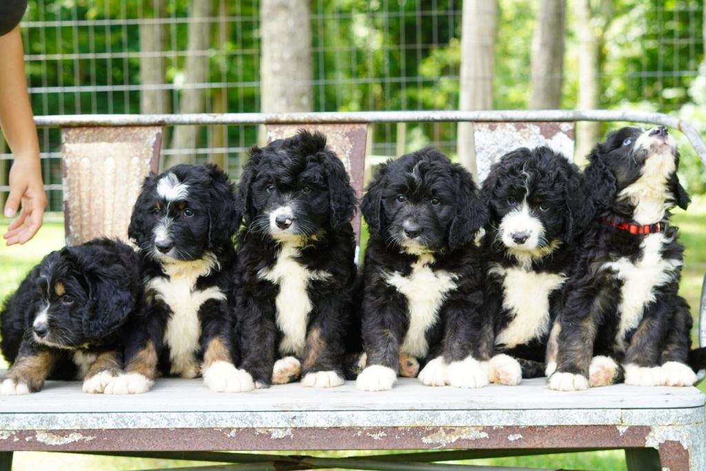 Why Your Doodle Puppy Needs You More Than A Crate Page
