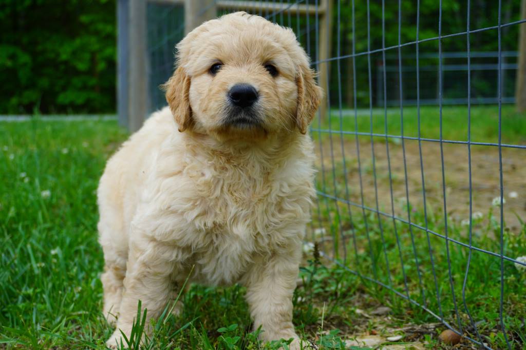 Bernedoodle in fenced yard