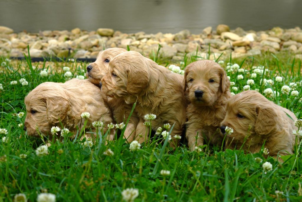 early socialization what it really means for doodle puppies page