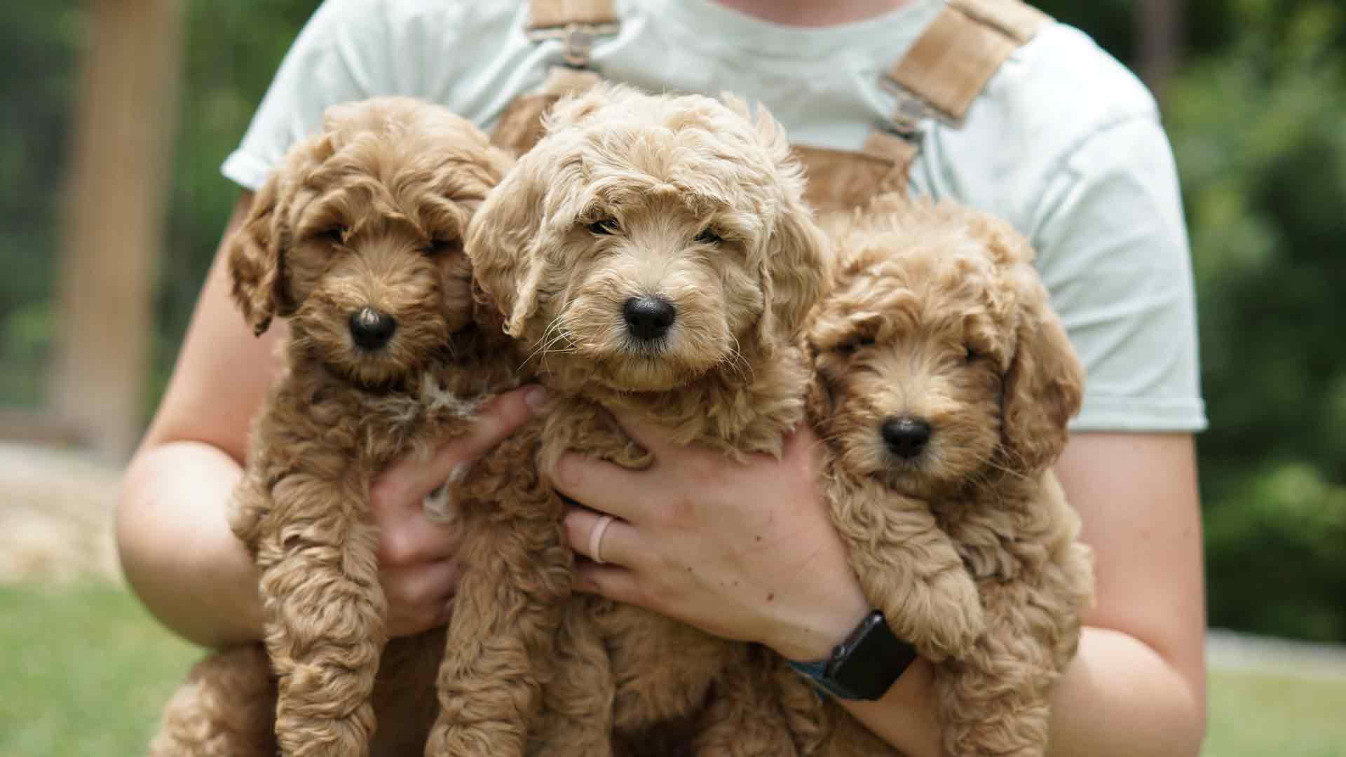 Goldendoodle Puppies For Sale Near Me