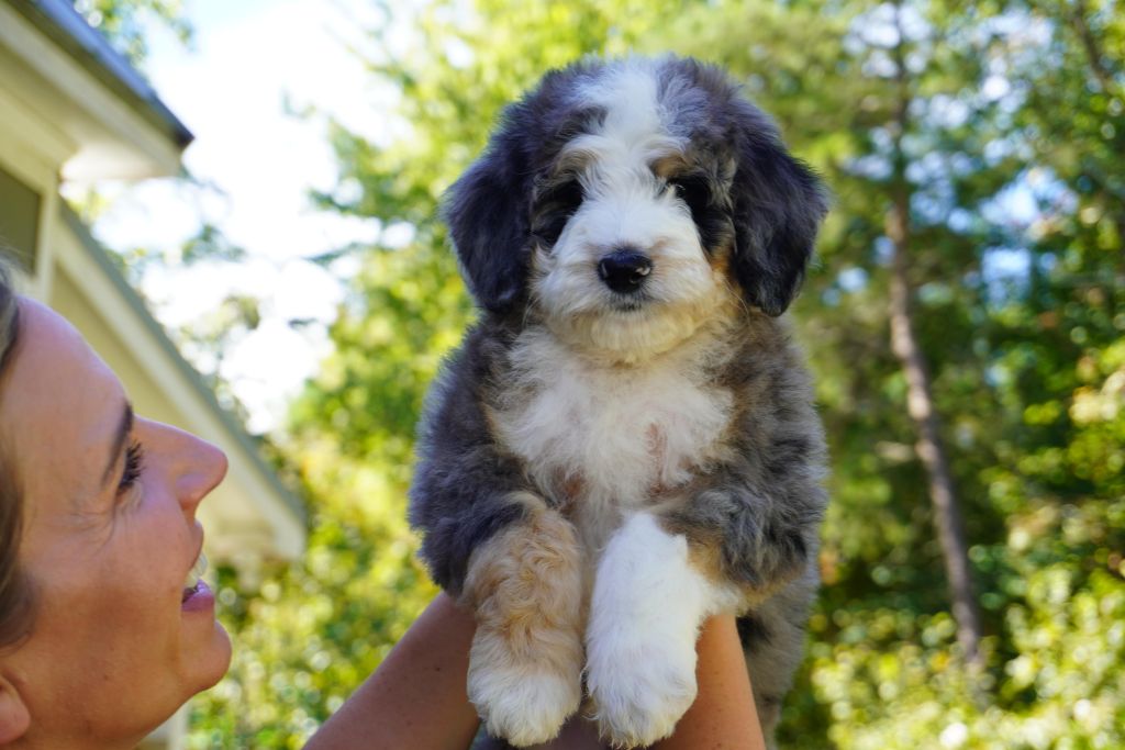 Bernedoodle puppy with white and tan legs and darker ears being held up by a woman smiling and looking into the puppies face.