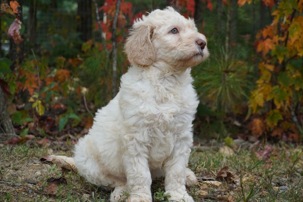 why bringing home a puppy is a lifelong promise page